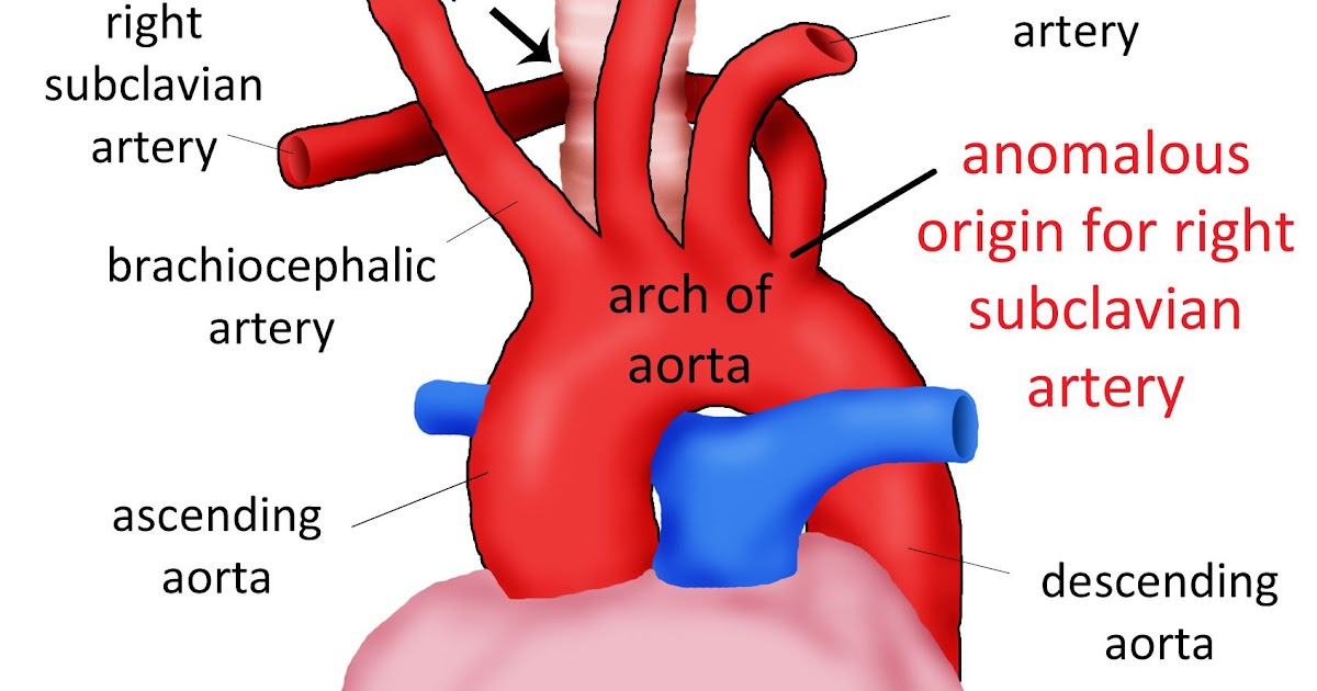 left-common-carotid-artery-buymiragej