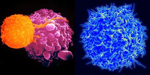 http://scitechdaily.com/images/Preprogrammed-Immune-Cells-Can-Fight-Specific-Pathogens.jpg