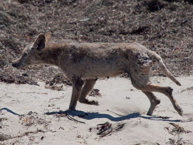 10 mysterious monsters whose existence can be explained rationally