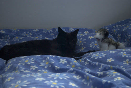 Huffle and Puppy 01