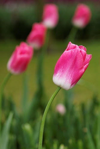 Keukenhof Tulips