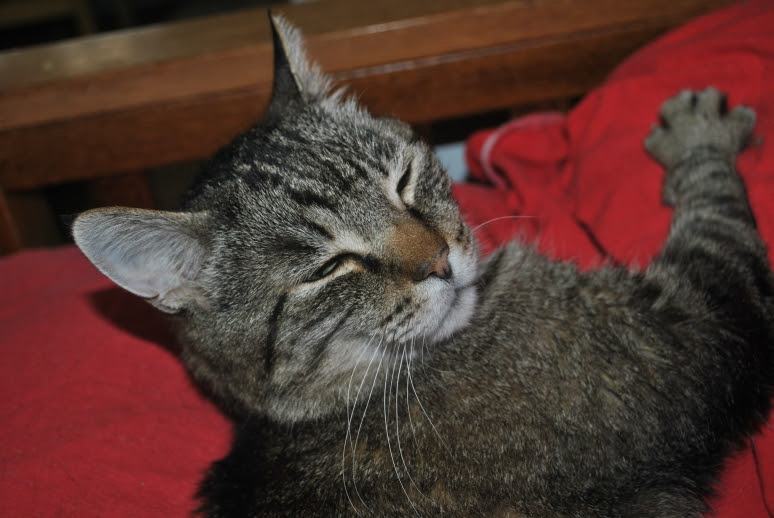 Senior tabby kitty