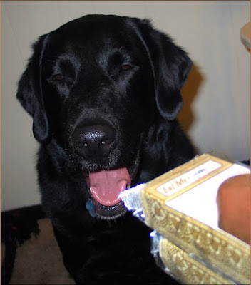 Hazy Dog
