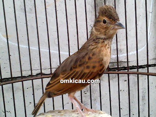 Gambar Burung Branjangan : Gambar Burung Branjangan Ntb | Gambar Burung