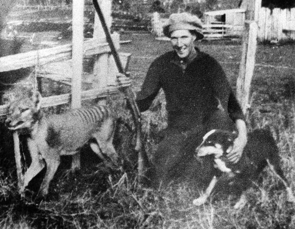 File:Wilf Batty last wild Thylacine.jpg