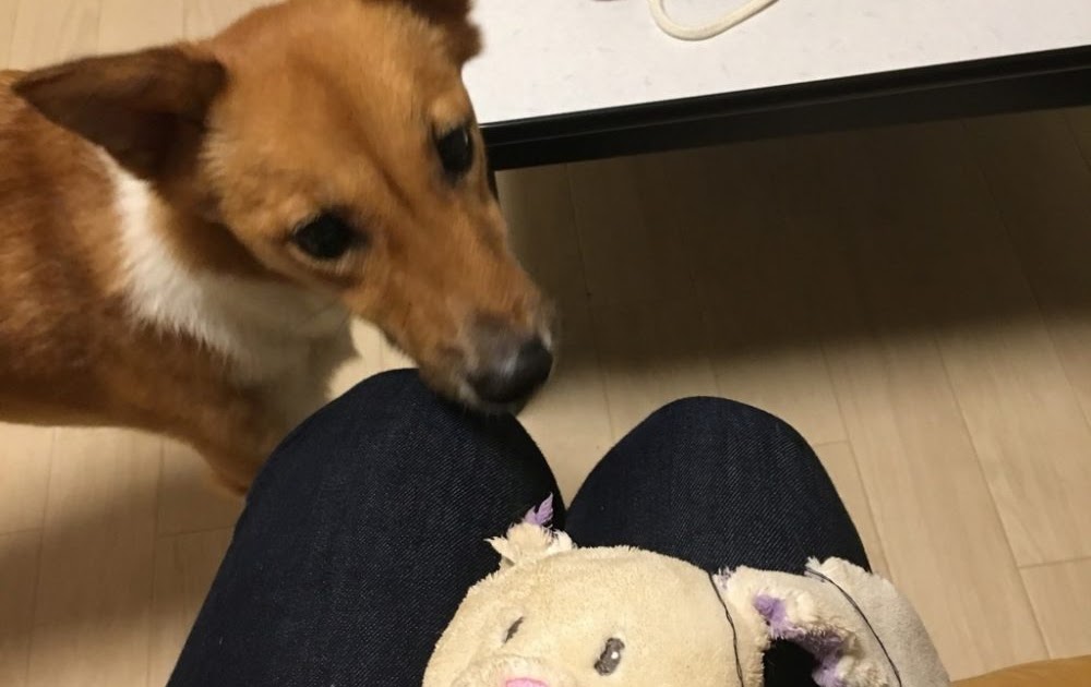 画像をダウンロード 犬 おもちゃ 噛む 壊す 247271犬 おもちゃ 噛む 壊す Jpirasutorbh0zn