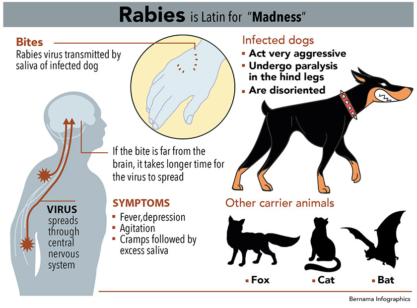 how-often-do-dogs-need-rabies-vaccine-let-s-take-a-look-at-what-shots