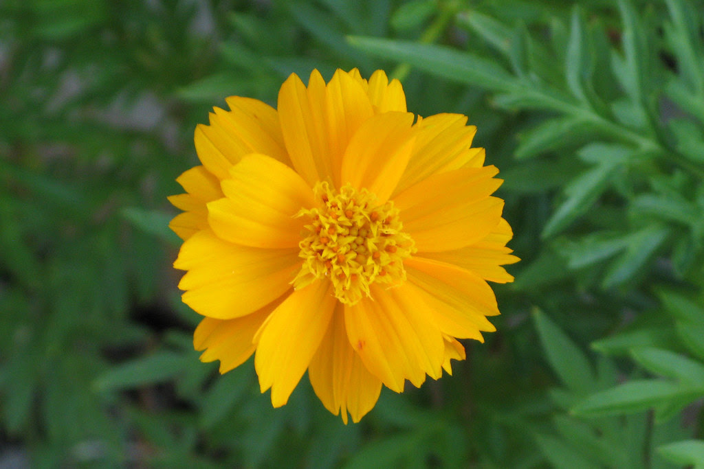 Cosmos "Bright Lights"