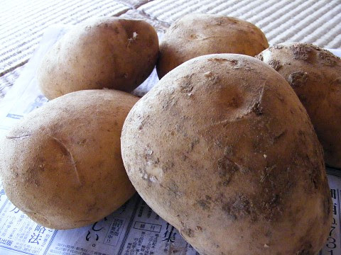 大馬鈴薯