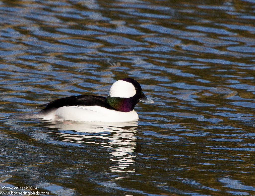 Bufflehead