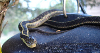 Garter snake