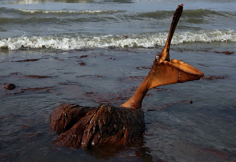 Scenes from the Gulf of Mexico
