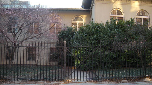 Cherry (left) and Apricot (right) in bloom at BBG