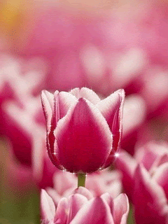 Красивый тюльпан