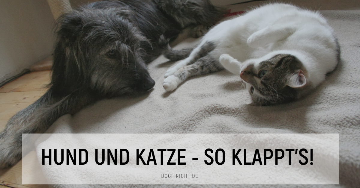 Katze Bild Erwachsenen Hund An Katzenklo Gewohnen