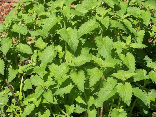 Catnip