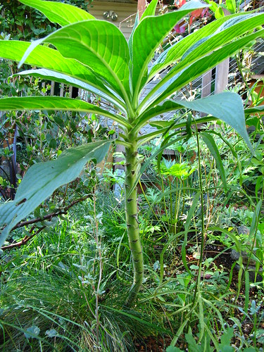 Echium pininana