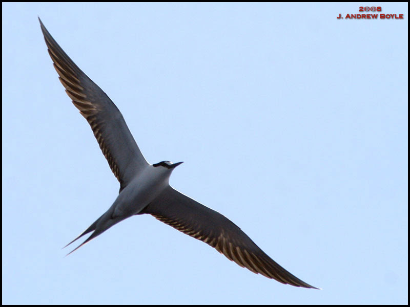 Sooty Tern
