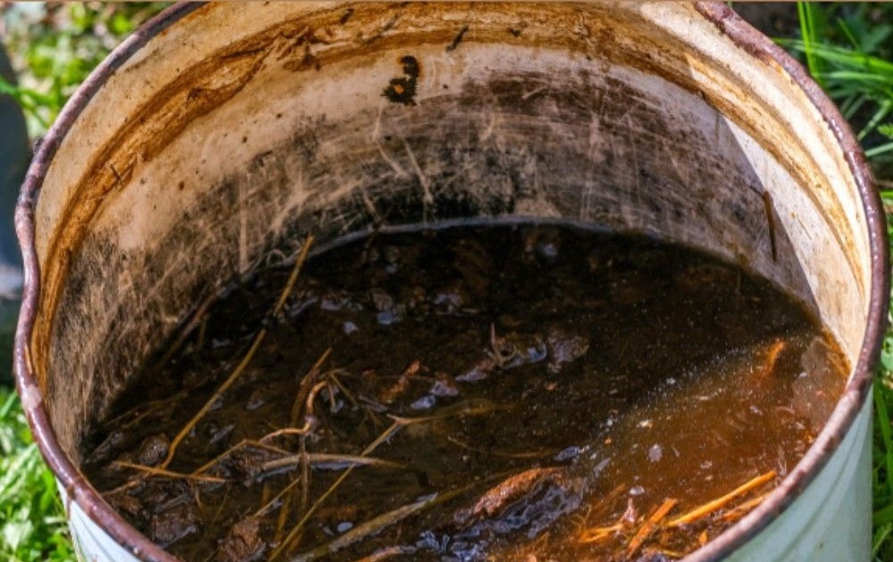 Homemade Phosphorus Fertilizer Plants BC