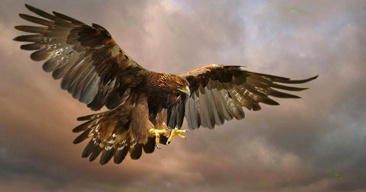 82 Gambar Burung Rajawali Emas HD - Gambar Hewan