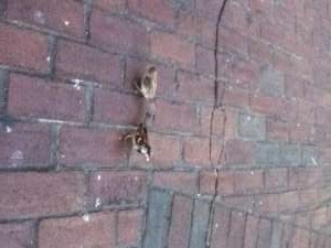 birds on brick walkway