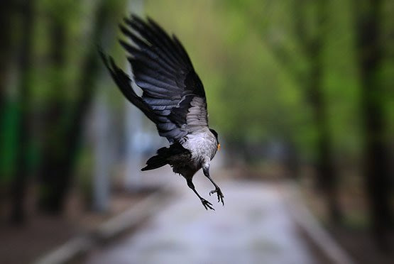 17 Super Landing Photography 17 Super Landing Photography in 20 Examples of Perfectly Timed Animal Photography