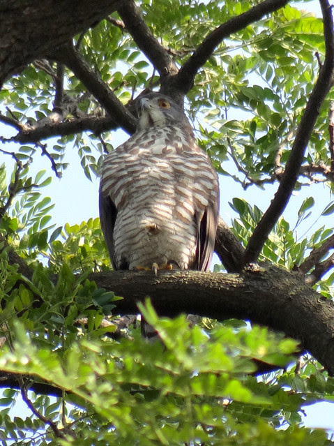鳳頭蒼鷹/無限台南