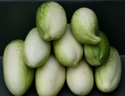 cucumber white