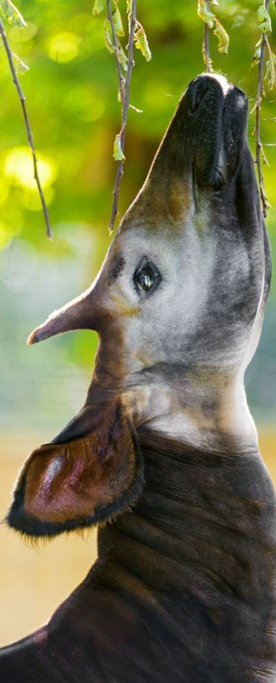 My Wild Animal Collections