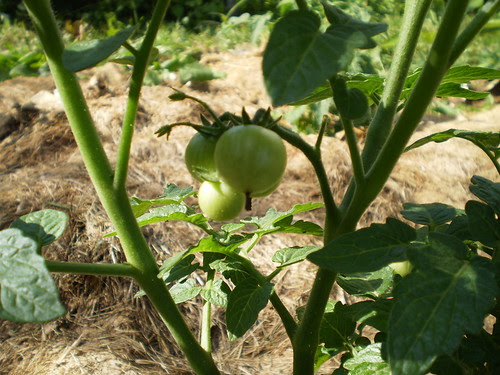 Cherry tomatoes