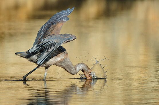 10 Gotcha 10 Gotcha in 20 Examples of Perfectly Timed Animal Photography