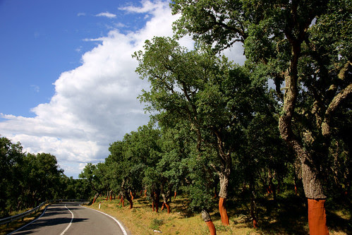 Alberi imbottigliati