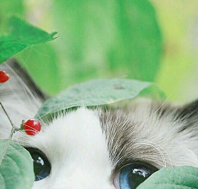 Background Keren 3D Kucing : Mata Kucing Hitam Wallpapersc Android