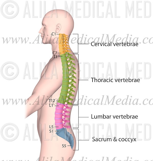 Labelled Diagram Of Backbone Vertebral Column Anatomy Function