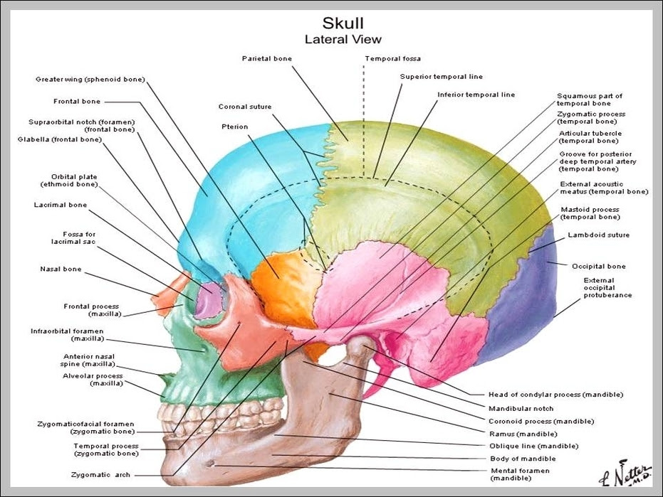 Unlabeled Skull Diagram - General Wiring Diagram