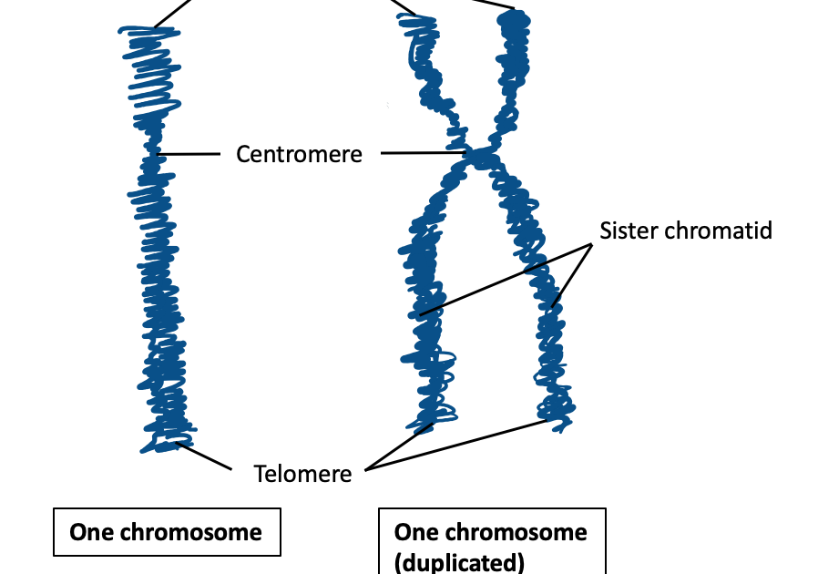 Chromosome Labeled Diagram.