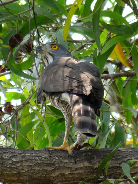 鳳頭蒼鷹/無限台南
