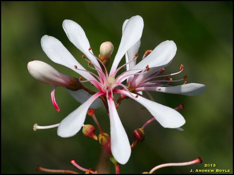 Tarflower Tarflower