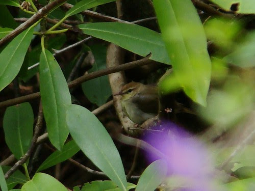 Swainson's warbler