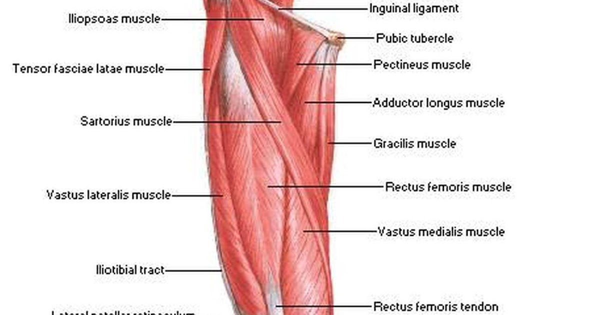 Upper Leg Muscles And Tendons / leg muscle and tendon diagram - Google