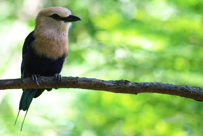 bird at African Waterfall Aviary