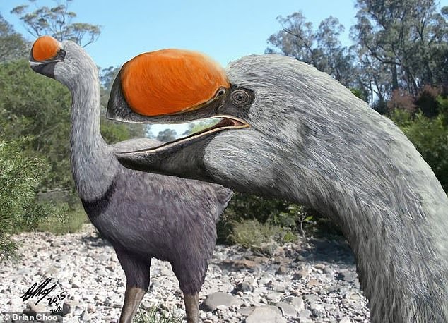 Largest ever flightless bird lived in Australia 50,000 years ago and