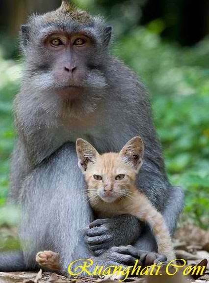 Sepasang Monyet di Bali Mengadopsi Kucing
