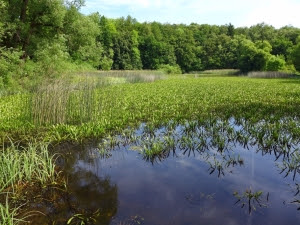 Kälberteich