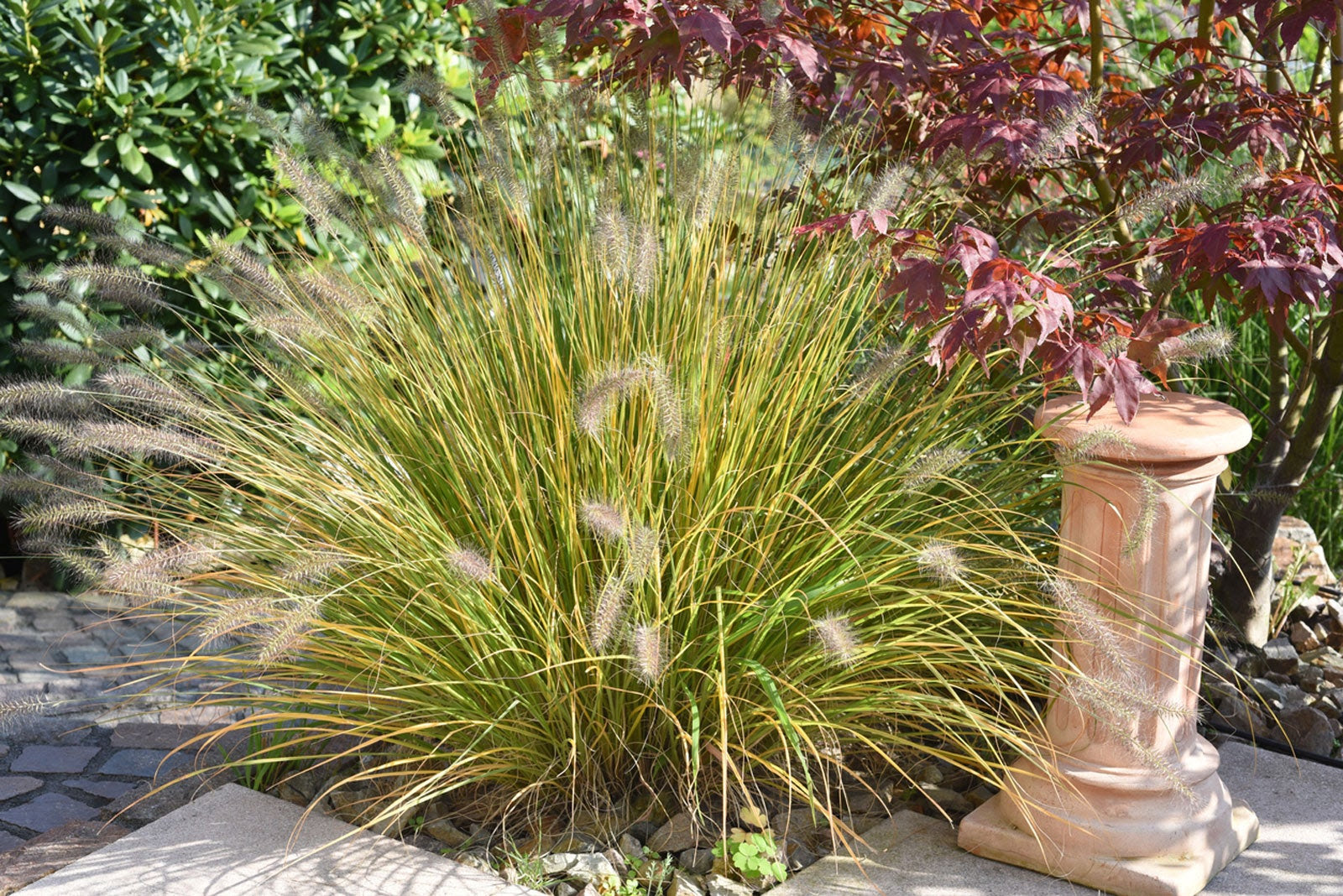 Fountain Grass Fountain Grass