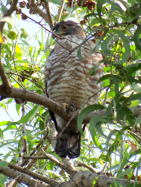 鳳頭蒼鷹/無限台南