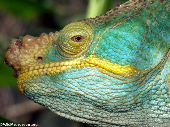 トップ100 マダガスカル 動物 固有種 最高の動物画像