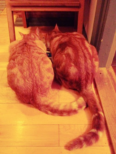 Robin & Rufus