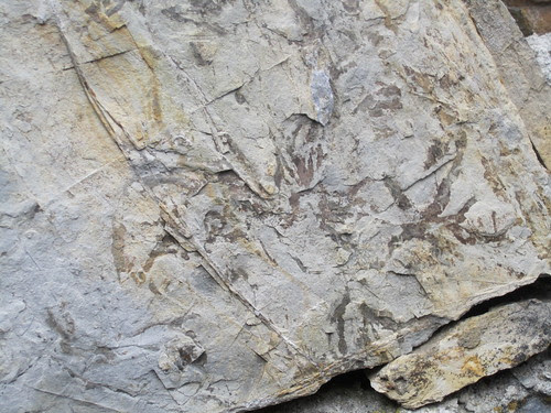 Alga Fossile