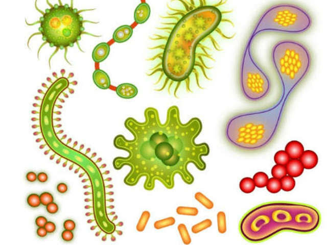 microorganismos microorganismos